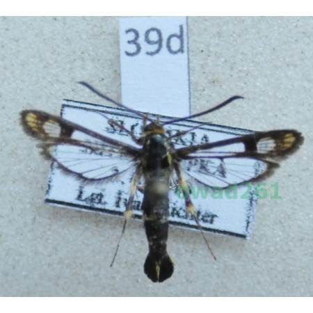 Chamaesphecia empiformis (Esper, 1783) Slovakia39d